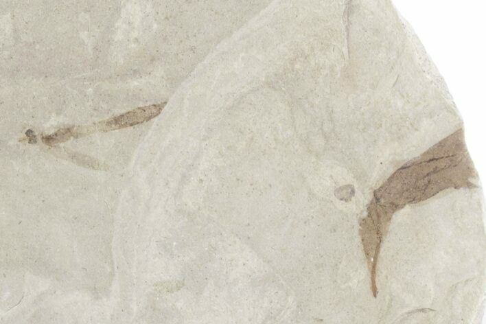 Fossil Leaf with Crane Fly - Green River Formation, Utah #360311